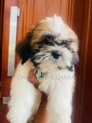 Shih Tzu Puppies