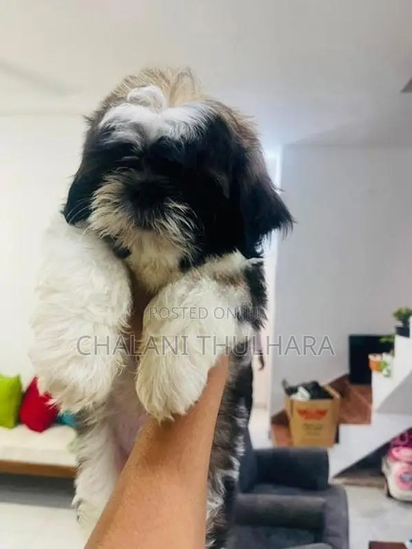 Shih Tzu Puppies