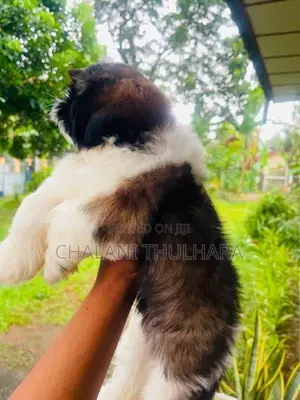 Shih Tzu Puppies