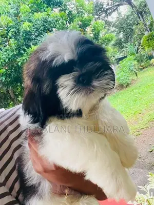 Shih Tzu Puppies