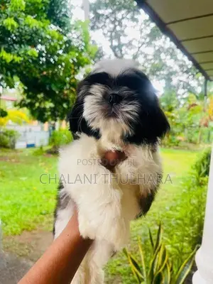 Shih Tzu Puppies
