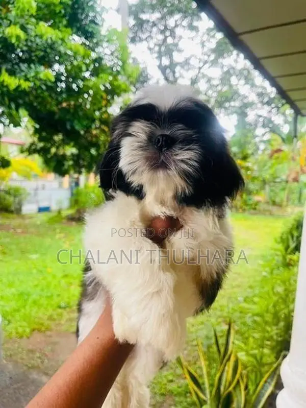 Shih Tzu Puppies