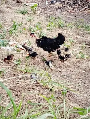 කුකුල්ලු