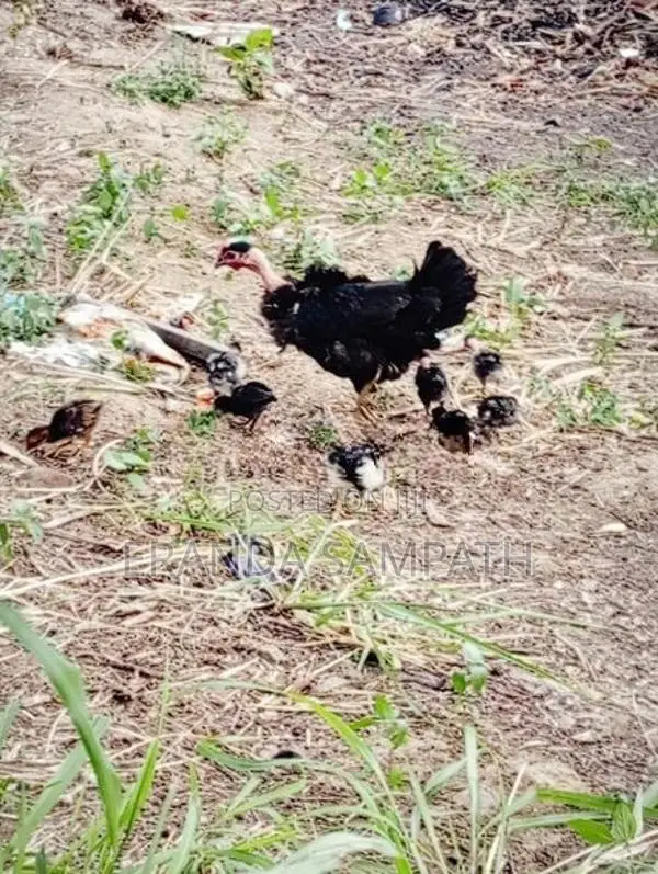 කුකුල්ලු