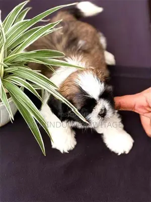Shih-Tzu Puppies