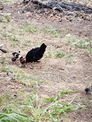 කුකුල්ලු