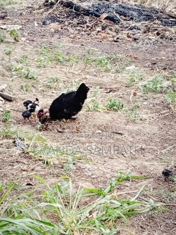 කුකුල්ලු