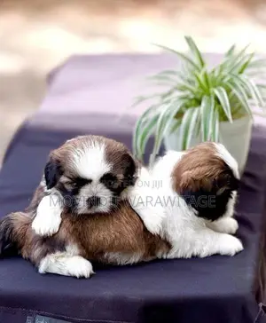 Shih-Tzu Puppies