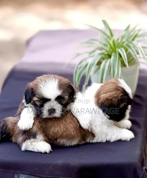 Shih-Tzu Puppies