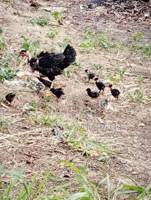 කුකුල්ලු