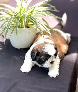 Shih-Tzu Puppies