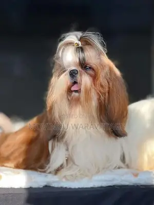 Shih-Tzu Puppies