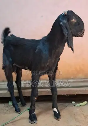 farm goat