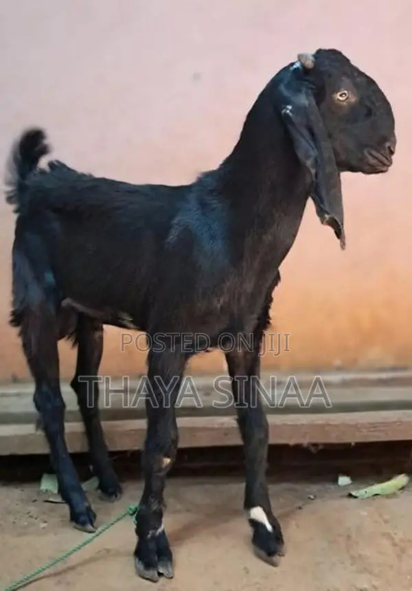farm goat