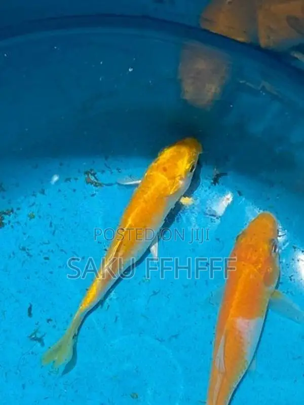 Carp Fish