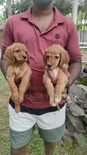 Cocker spaniel puppies