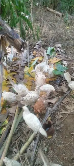 Farm Kikiliyan