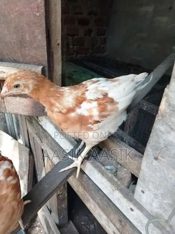 Farm Chicks