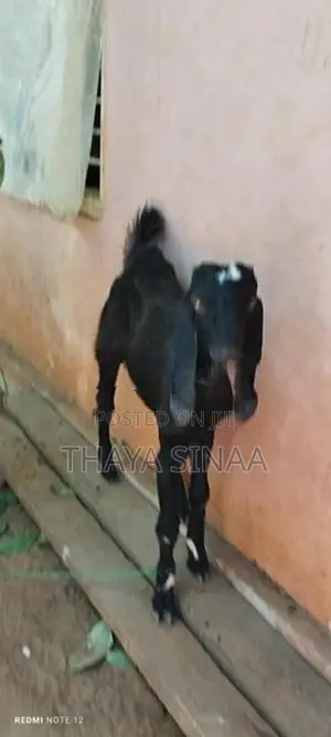 farm goat