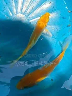 Carp Fish