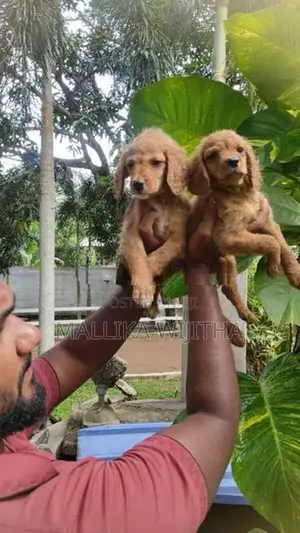 Cocker spaniel puppies