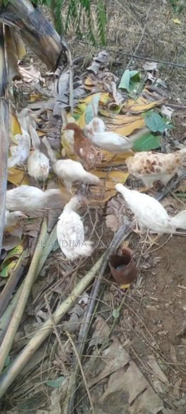 Farm Kikiliyan