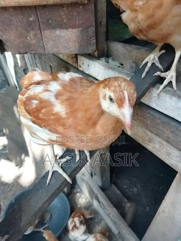 Farm Chicks