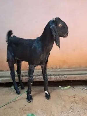 farm goat