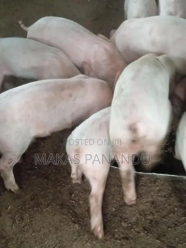ලාජ් වයිට් උරන්