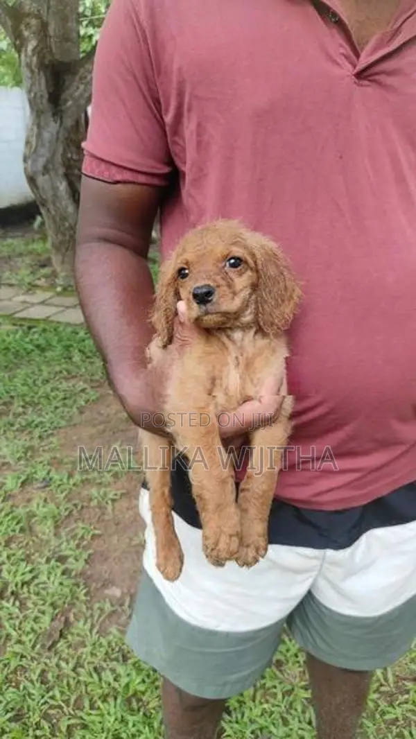 Cocker spaniel puppies