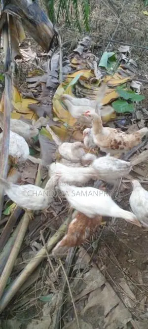 Farm Kikiliyan