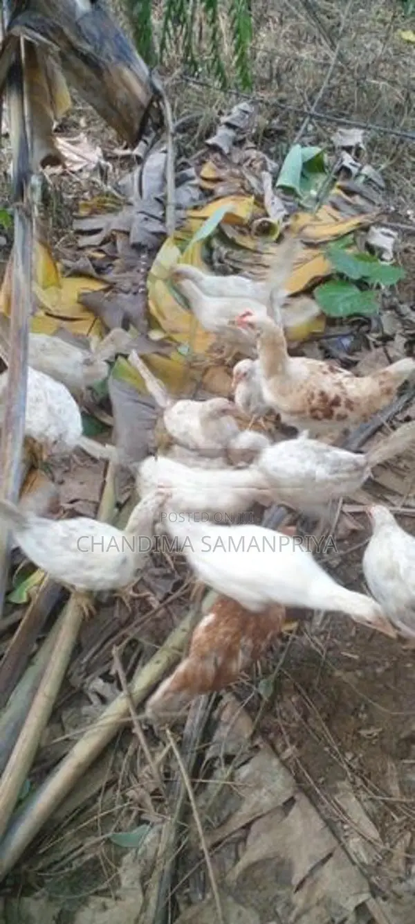 Farm Kikiliyan