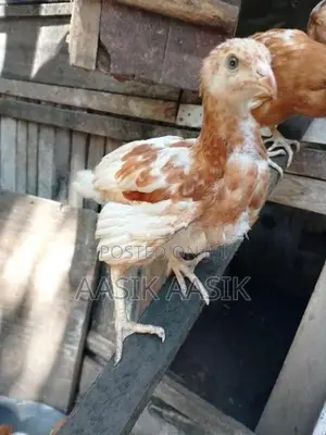 Farm Chicks