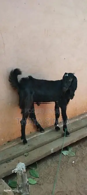 farm goat