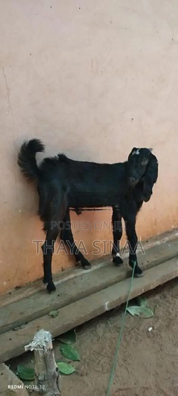 farm goat