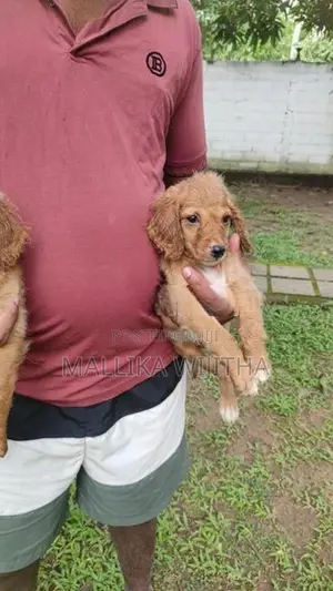 Cocker spaniel puppies
