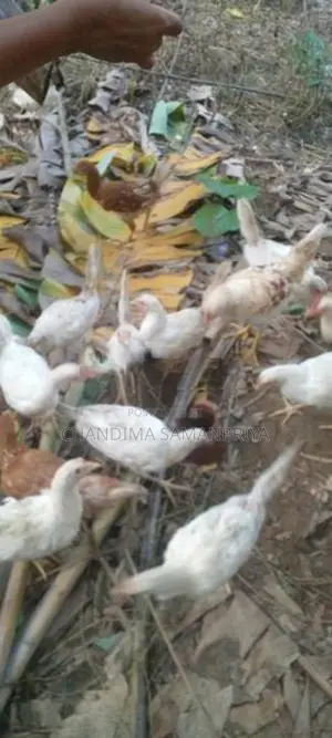 Farm Kikiliyan