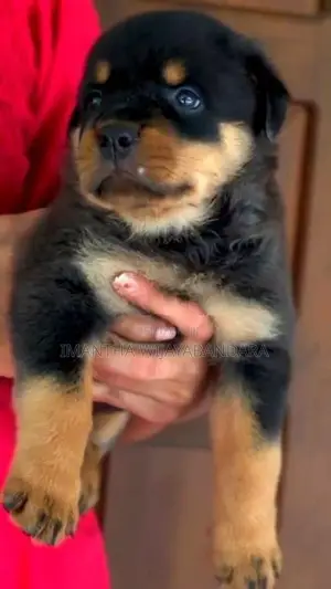 Rottweiler Puppy