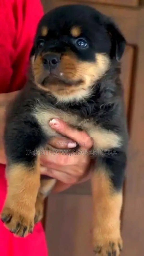 Rottweiler Puppy