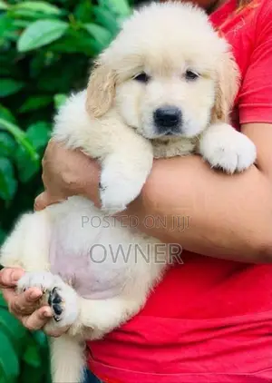 Golden Retriever Puppy