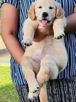 Golden Retriever