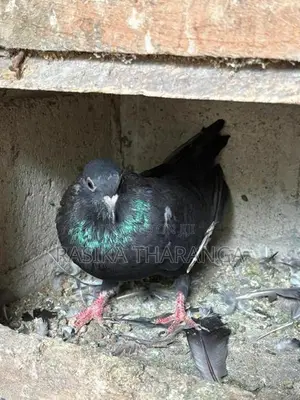 Pigeons
