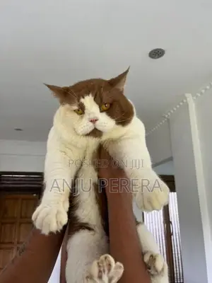British Shorthair Male