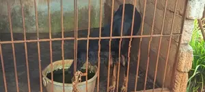 Doberman Dog