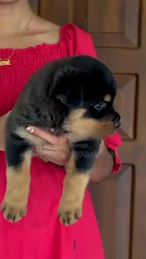 Rottweiler Puppy