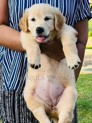 Golden Retriever