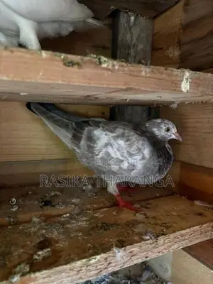 Pigeons