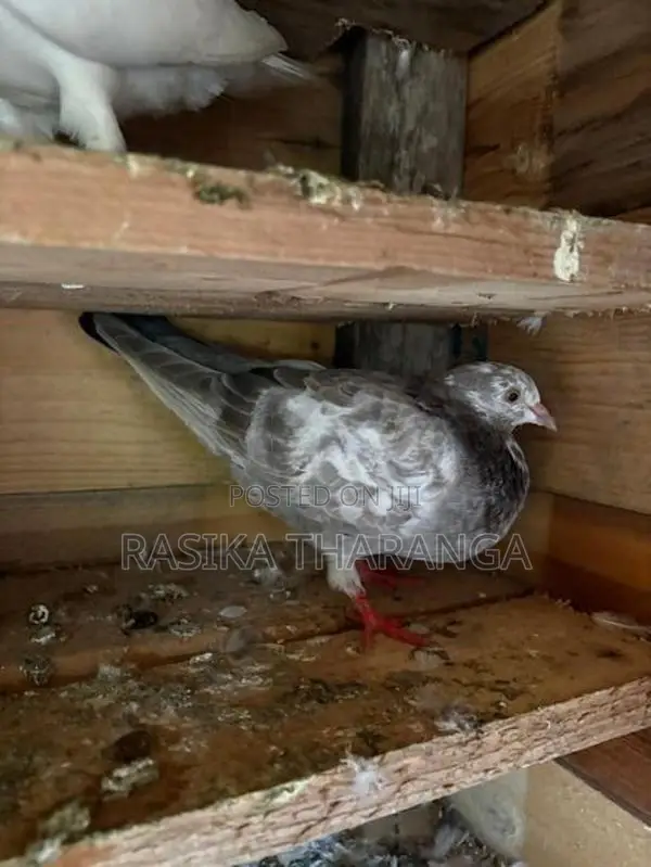 Pigeons