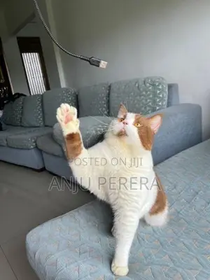 British Shorthair Male