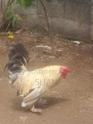 Rooster